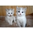 İki ağ kittens