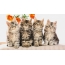 چار خوبصورت بلی کے بچے