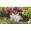 پھولوں میں دو بلی کے بچے