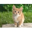 Cute red kitten
