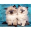 Two fluffy kittens