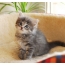 Kitten on the couch