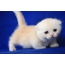 White kitten sa desktop