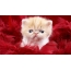 Ginger kitten in red feathers