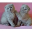 İki boz kittens