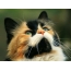 Cat ງາມສຸດ desktop ໄດ້