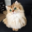 Fluffy cat