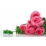 Rozā rozes