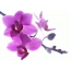 толугу менен экранда Orchids