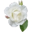 Valge roos täisekraanil. <img class = "alignnone size-täis