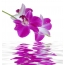 Orchid over the water