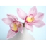 Roosa orhideed. <img class = "alignnone size-täis