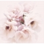 Սպիտակ ծաղիկներ: <img class = "alignnone size-full