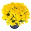 Dzelteni ziedi