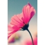 Ružový kvet na celej obrazovke