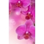 Ružové orchidey