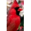 Krásny červený vták