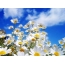 Daisies on a blue sky background