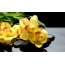 Yellow orchids on black stones