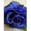 Blue rose on the phone