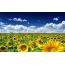 Sunflowers, sky