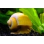 Գեղեցիկ snail