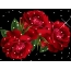 Roses animation