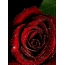 Rosa rossa piena schermata