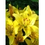 Yellow lilies full screen