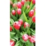 Wallpaper tulips
