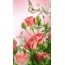 Wallpaper roses on the phone