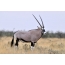 Male antelope on pasture