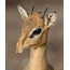 Antelope with a long nose