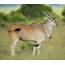 Screensaver on the desktop of the antelope