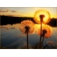 Dandelions sunset