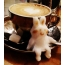 القهوة والأرنب مع السكر