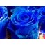 Blue rosas