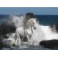 White horse in the sea