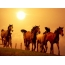 Herd of horses, beautiful sunset