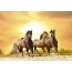 Beautiful sunset horses