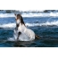 Horse bathes in the sea