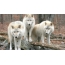 חבורה של זאבים