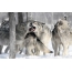 חבורה של זאבים ביער החורף