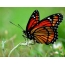 Butterfly full screen