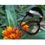 Butterfly nga adunay mga pako nga transparent