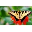 Butterfly qırmızı çiçək