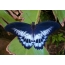 Blue ug white butterfly