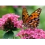Butterfly sa pink nga mga bulak