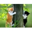Two kittens on a tree
