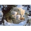 Ari polar me këlyshë